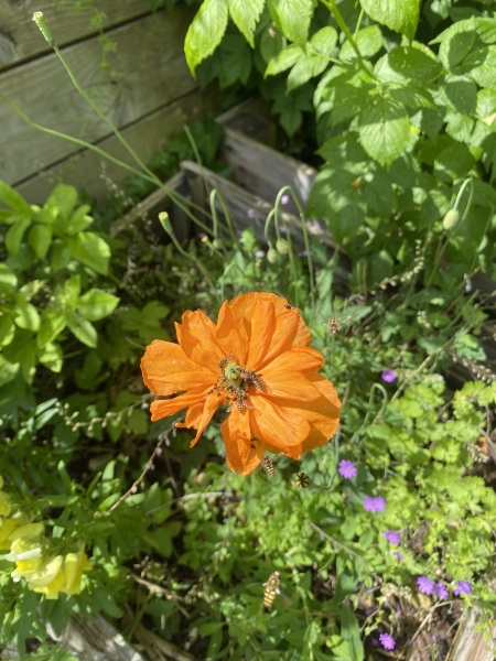 Anyone else seeing a sudden surge of hoverflies in the garden?