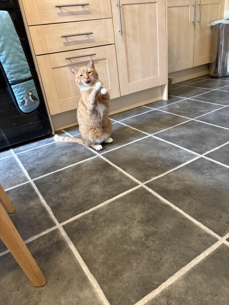 Sense check needed - puking cat