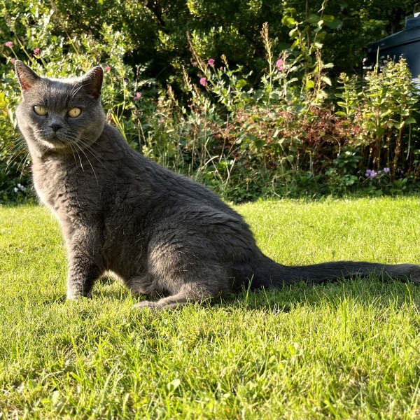 My gorgeous cat put to sleep and I just can’t stop crying