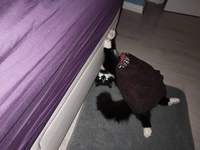 This is a picture of my cat. Where is a picture of your cat?