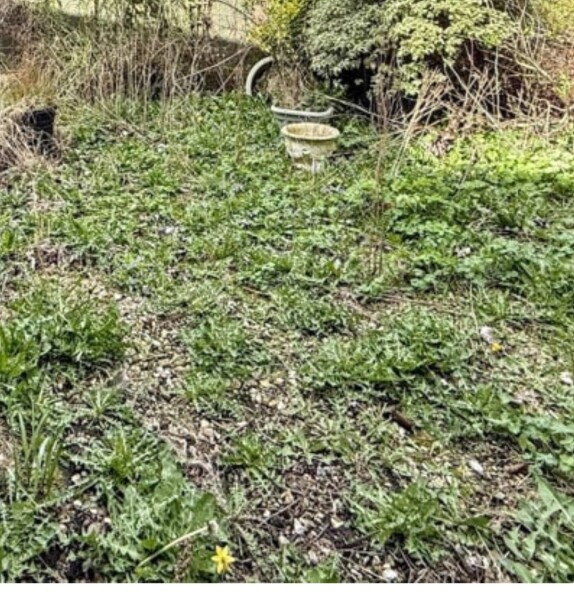 Best way to clear a neglected garden before planting