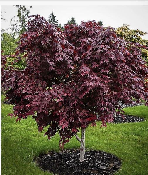 Acer advice