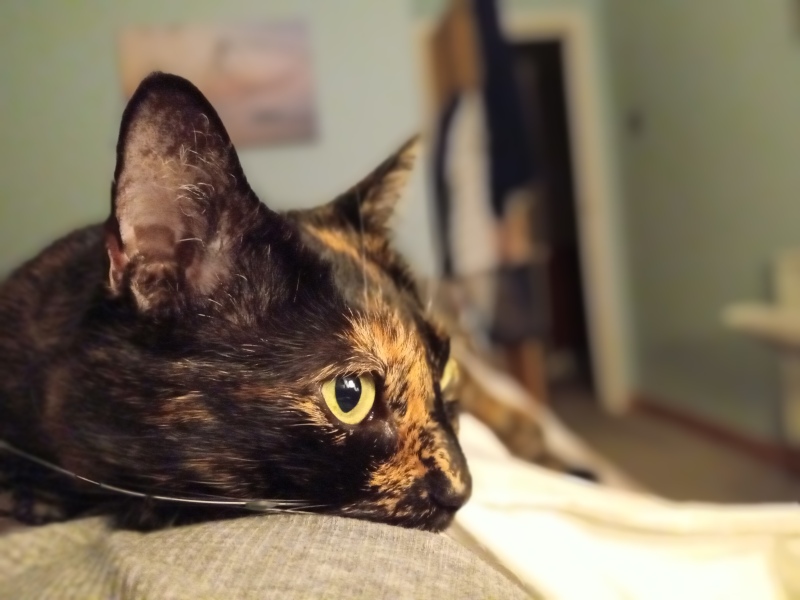 This is a picture of my cat. Where is a picture of your cat?
