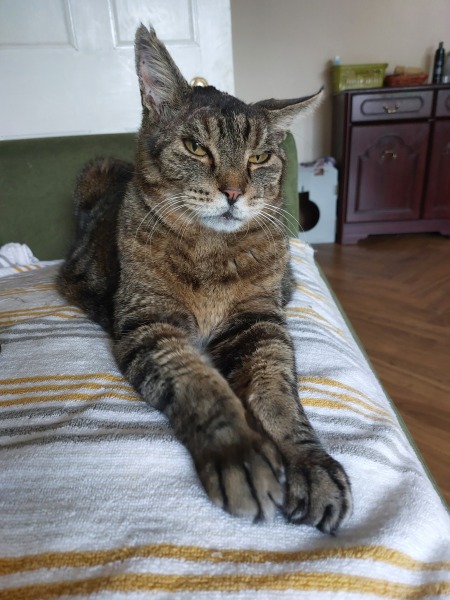 This is a picture of my cat. Where is a picture of your cat?