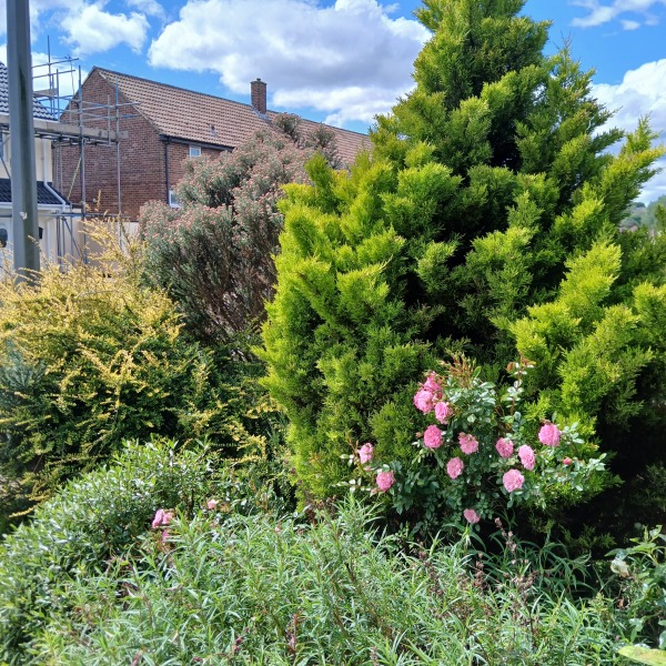 Best way to clear a neglected garden before planting