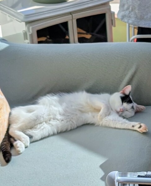This is a picture of my cat. Where is a picture of your cat?