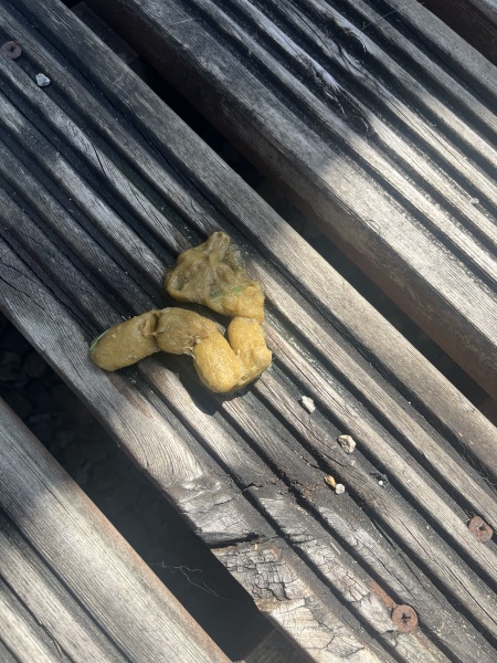 Is this a hairball?