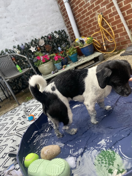 Heatwave! How are your doggos?
