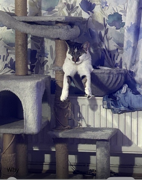 Is this a known cat pose or is mine just a (beautiful) weirdo?