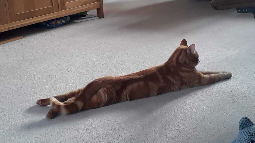 Is this a known cat pose or is mine just a (beautiful) weirdo?