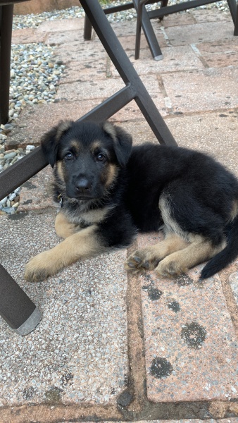 Which breed puppy would suit us?