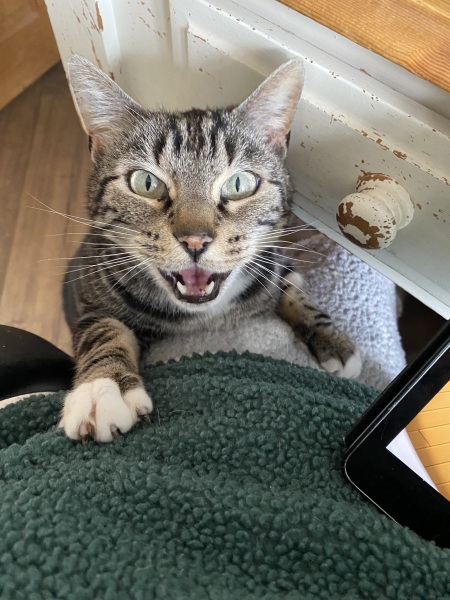 This is a picture of my cat. Where is a picture of your cat?