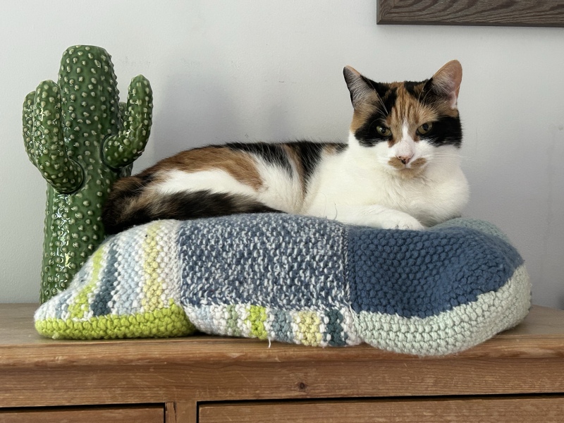 This is a picture of my cat. Where is a picture of your cat?