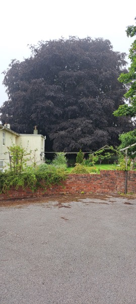Where to buy mature trees?