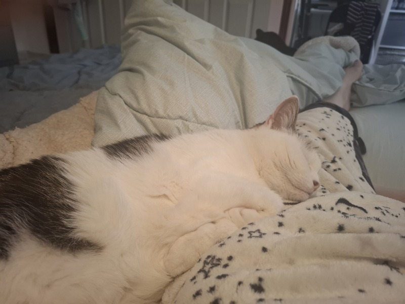 Has anyone else had a cat diagnosed with this?