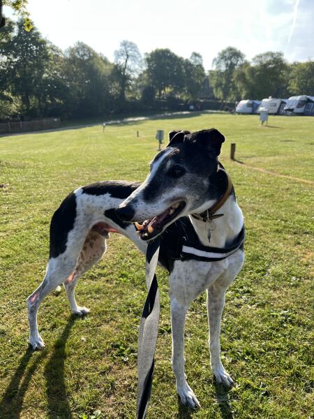 Our darling Greyhound is being pts this afternoon. So upset and anxious.