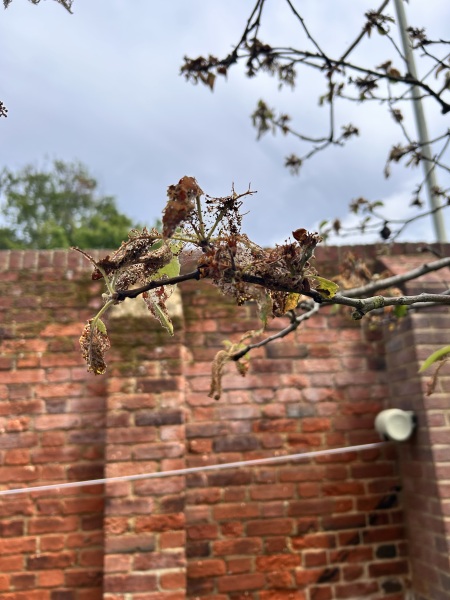 What’s happening with my apple tree?