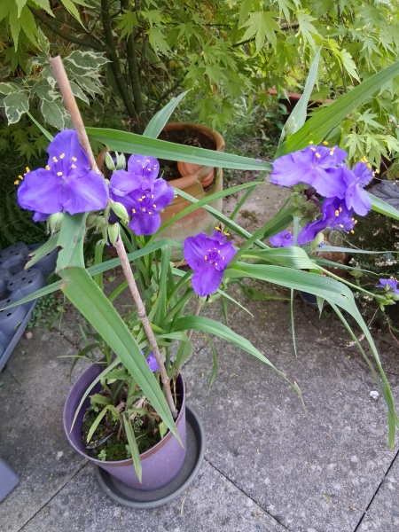 Can anyone identify this flower I rescued from a table sale