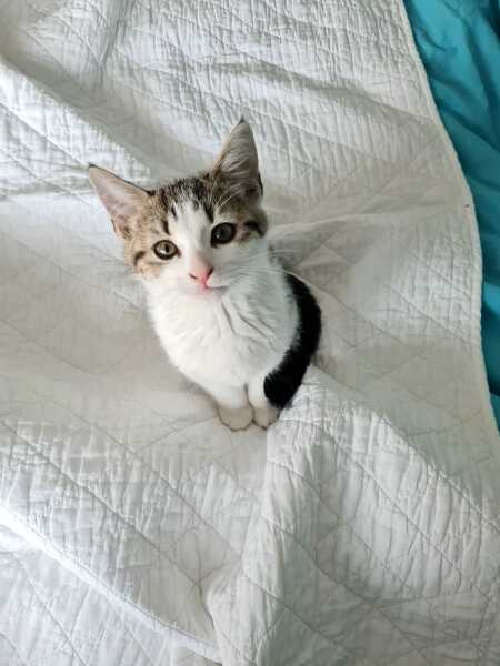 This is a picture of my cat. Where is a picture of your cat?