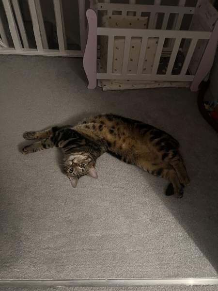Is this a known cat pose or is mine just a (beautiful) weirdo?