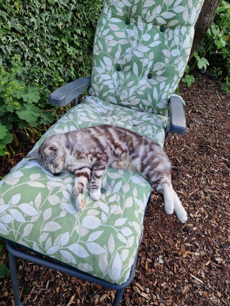My cat is melting and running down the arm of the sofa.