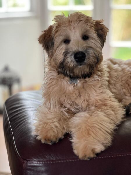 Which breed puppy would suit us?