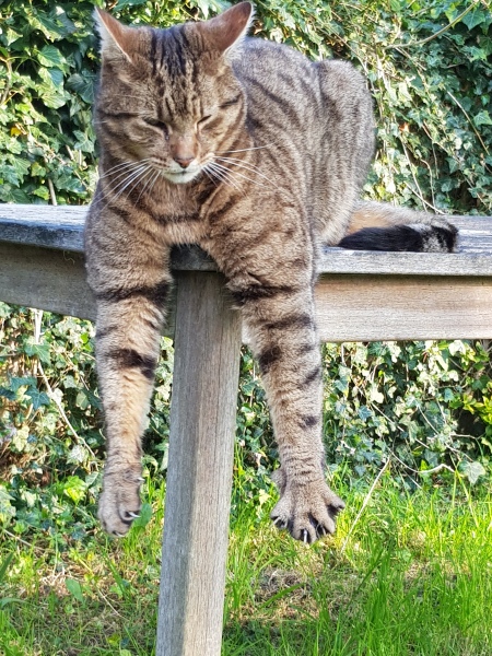 Is this a known cat pose or is mine just a (beautiful) weirdo?