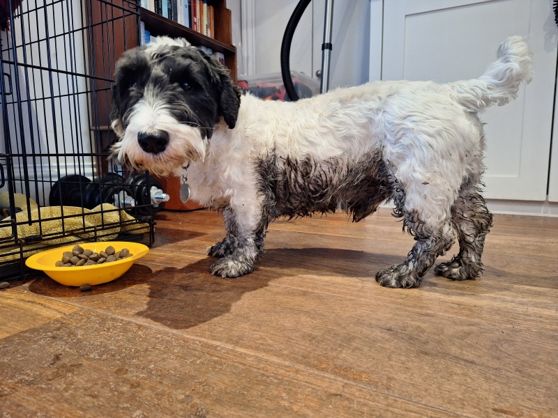 How to manage 2 weeks rest for 4yo dog with suspected disk problem