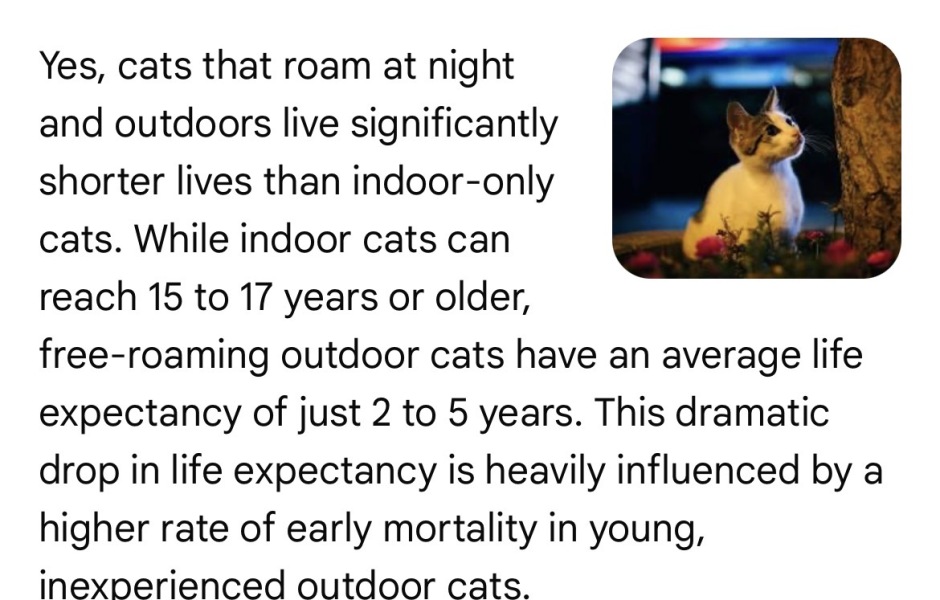 AIBU to feel too anxious about my cat being late home?