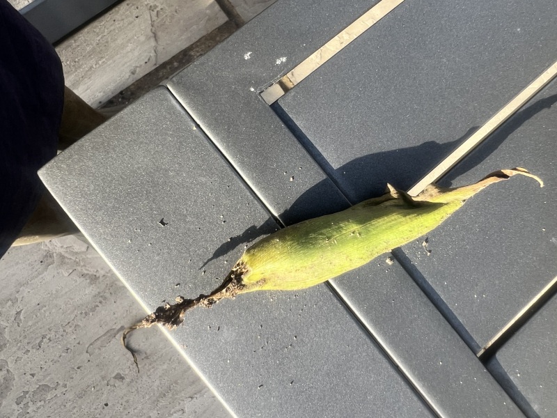 Help needed New plant that immediately started dying when planted