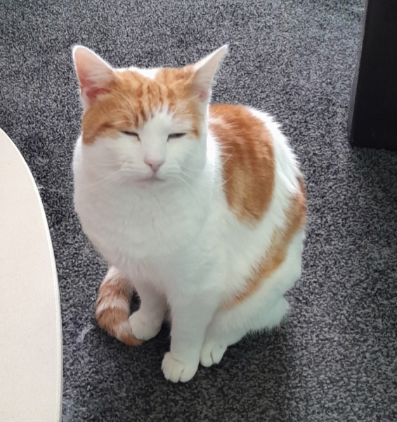 This is a picture of my cat. Where is a picture of your cat?
