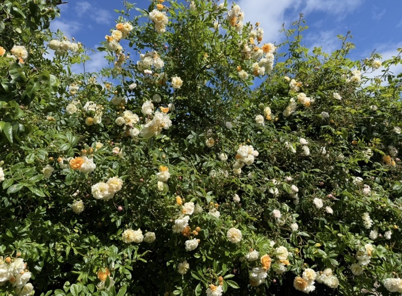 Year Round Nigel Slater discussion thread - Part 4