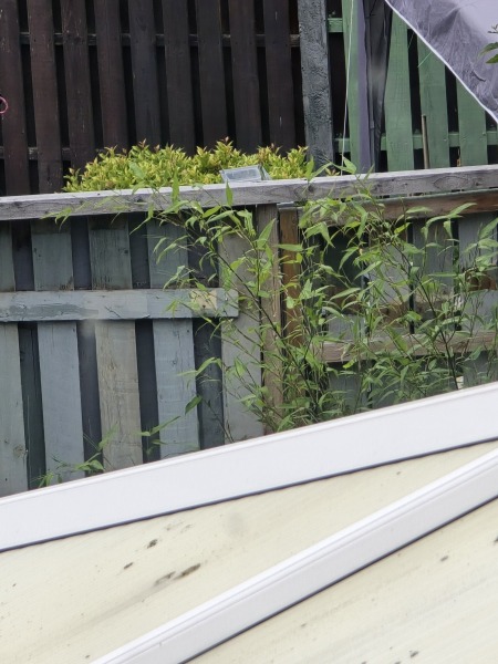 What have you done in the garden today? Part 9
