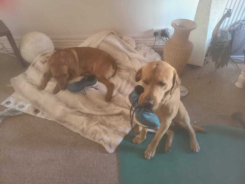 Entitled behaviour of some dog owners