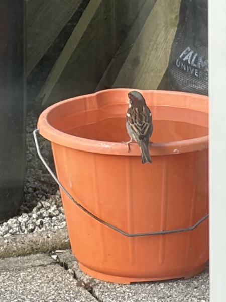 Reminder to leave out fresh water for garden wildlife in hot weather