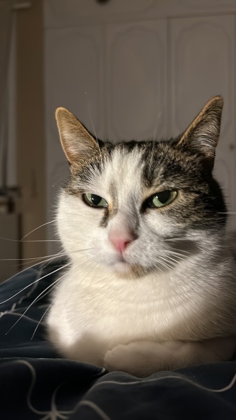 This is a picture of my cat. Where is a picture of your cat?