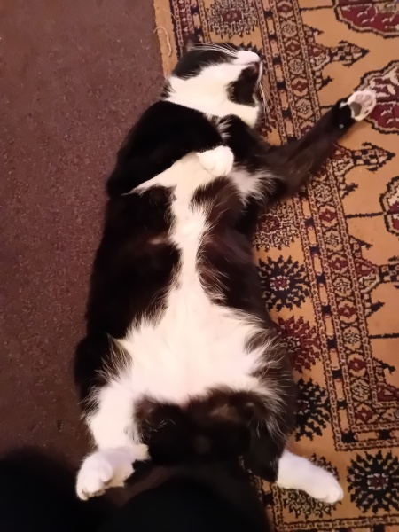 This is a picture of my cat. Where is a picture of your cat?