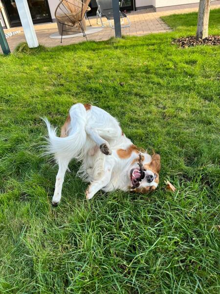 To think the least my dog could do is learn how to make a cup of tea?