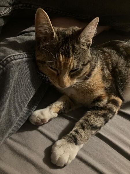 This is a picture of my cat. Where is a picture of your cat?