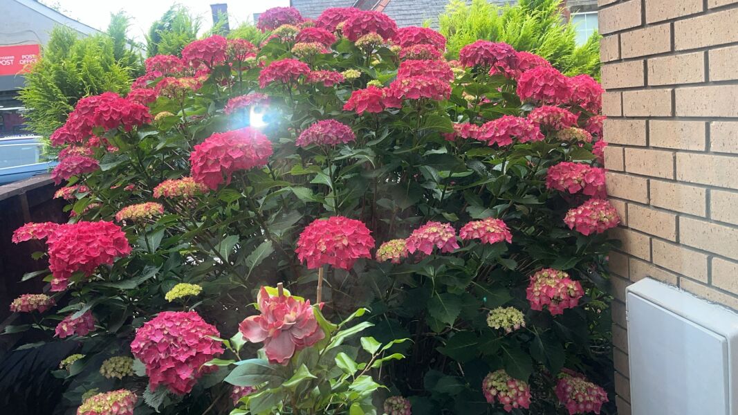 What are these flowers called please?