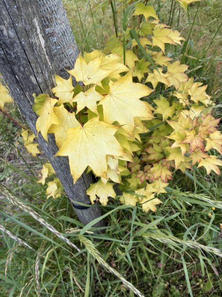 Identify this tree, please?