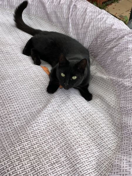 This is a picture of my cat. Where is a picture of your cat?
