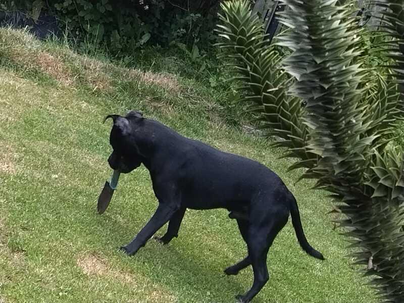 What is your dogs unusual skill?