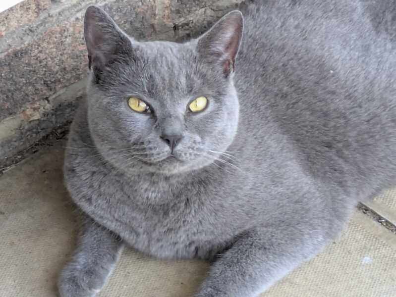 This is a picture of my cat. Where is a picture of your cat?
