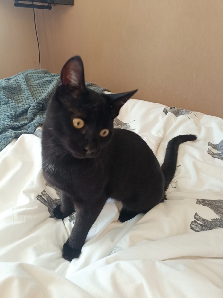 This is a picture of my cat. Where is a picture of your cat?