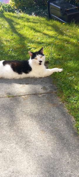 Get A Compass! The Excellent Cats embrace a new rallying cry