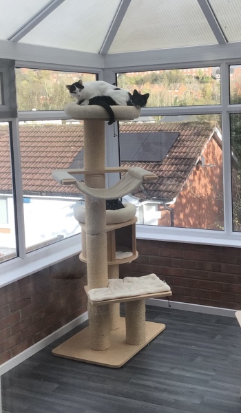 Recommendations for a sturdy cat tree for a Maine Coon kitten