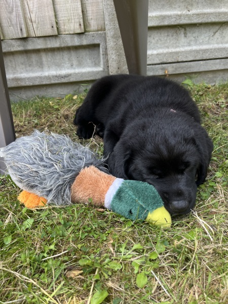 Is there a new puppy survival thread?