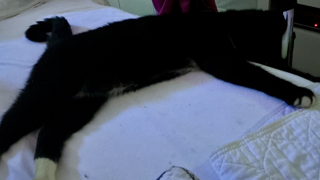 My cat is melting and running down the arm of the sofa.