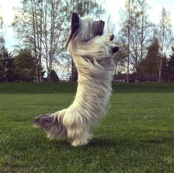 What is your dogs unusual skill?